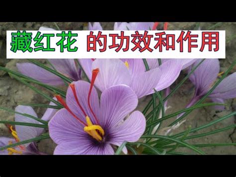 番紅花禁忌|番紅花的9種功效及副作用 